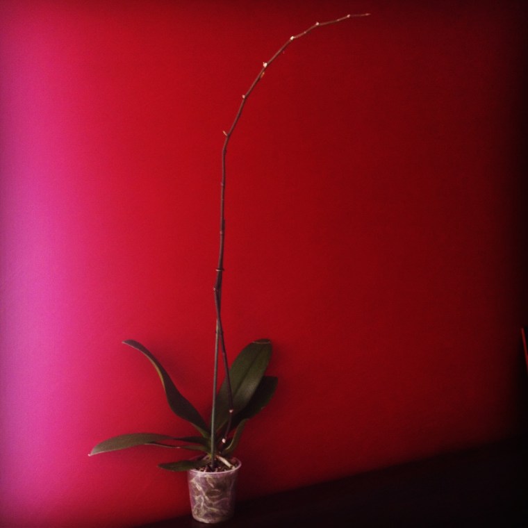 orquidea1
