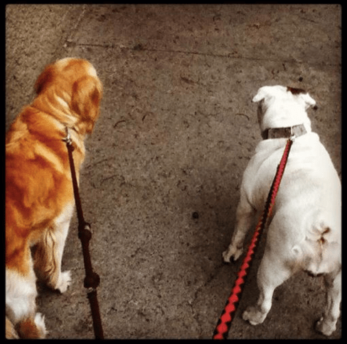 Screen Shot 2014-07-27 at 1.11.21 PM